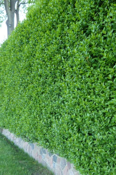 Бирючина овальнолиста Аргентеоварієгата | Ligustrum vulgare Argenteovariegata | Бирючина овальнолистная Аргентеовариегата